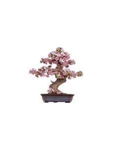 sakura bonsai       
